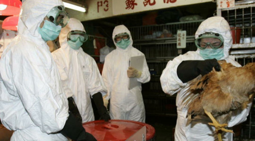 Avian Influenza in Hong Kong